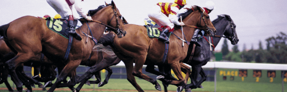 Equestrian Veterinary Services International