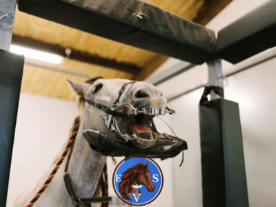 Equine Rehabilitation Service