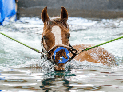 إعادة تأهيل خيول السباق من (EqueVets • ايكويفيتس)
 الدولية لخدمات الفروسية 