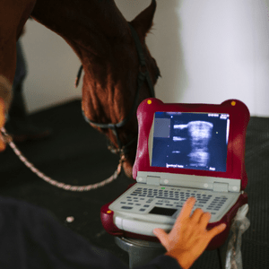 خدمات الاشعةالتشخيصية من (EqueVets • ايكويفيتس)