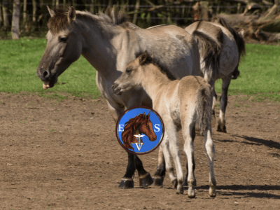  الإنتاج في خيول السباق من (EqueVets • ايكويفيتس) الدولية لخدمات الفروسية
