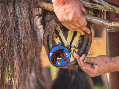 رعاية حوافر الخيول من (EqueVets • ايكويفيتس)
 الدولية لخدمات الفروسية البيطرية