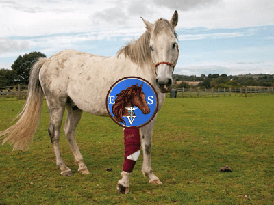 
علاج عرج خيول السباق من (EqueVets • ايكويفيتس) الدولية للخدمات البيطرية

