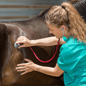 الخدمات السريرية للخيول من EqueVets • ايكويفيتس